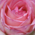 Rózsaszín - fehér - Virágágyi floribunda rózsa - Honoré de Balzac